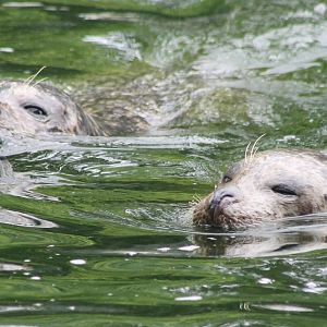 Harbour seals