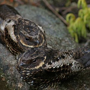 Satanic Nightjar (Eurostopodus diabolicus)
