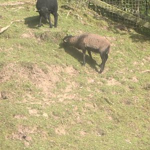 Mount Oku comes to Sewerby, 25th June 2016