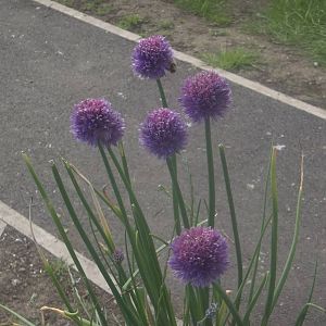 As usual I am no horticulturist, 25th June 2016