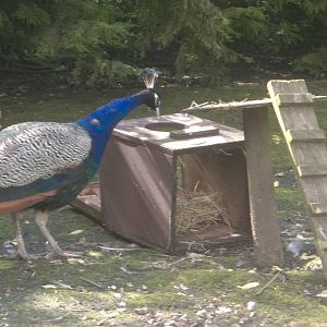 Peacock vandalism, 2nd July 2016
