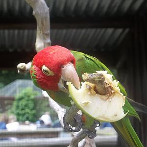 Red-masked Conure enrichment, 1st July 2016