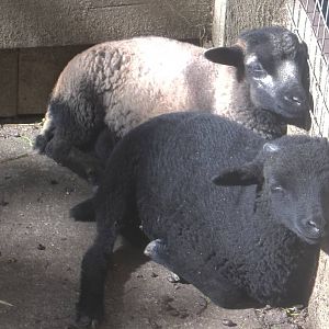 Cameroon Sheep lambs, 2nd July 2016