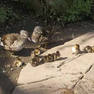 Mandarins with ducklings, 1st July 2016