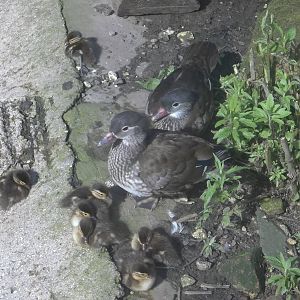 Mandarins with ducklings, 1st July 2016