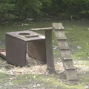 Result of Peacock vandalism, 3rd July 2016