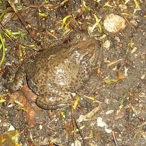 Common Toad, Sewerby Hall and Gardens, Bridlington, 28th June 2016