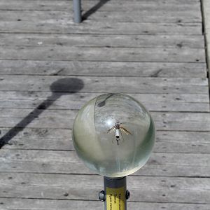 Montreal Botanical Garden Insectarium - June 2016