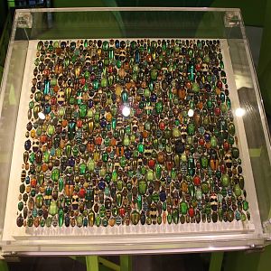 Montreal Botanical Garden Insectarium - June 2016