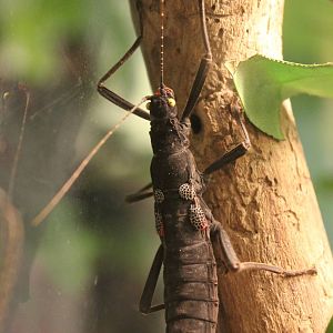 Montreal Botanical Garden Insectarium - June 2016