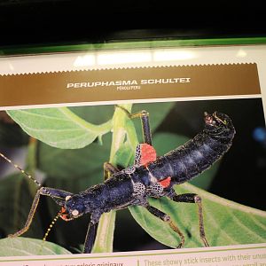 Montreal Botanical Garden Insectarium - June 2016
