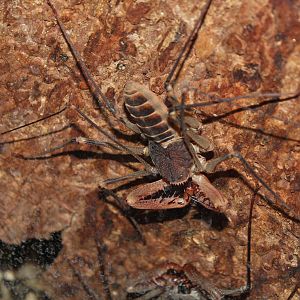 Montreal Botanical Garden Insectarium - June 2016