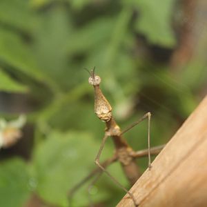 Montreal Botanical Garden Insectarium - June 2016