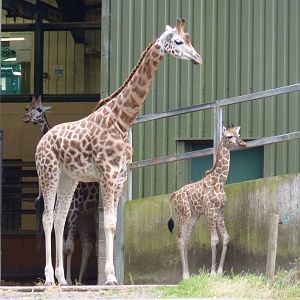 Giraffe Calf, July 2016