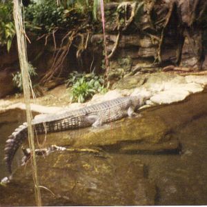 Scanned Bronx Zoo Photo 1990s