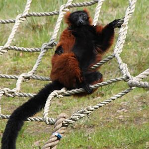 Red ruffed lemur