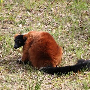 Red ruffed lemur