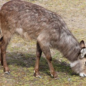 Ellipen waterbuck