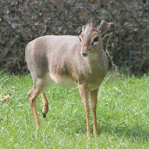Kirk's dikdik