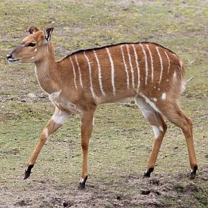 Lowland nyala