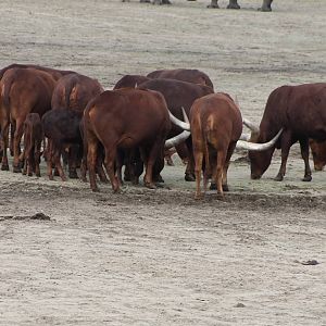 Ankole herd - and a goose