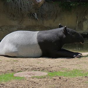 Elephant Passage - Malayan Tapir Exhibit