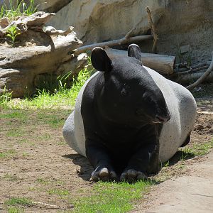 Elephant Passage - Malayan Tapir Exhibit