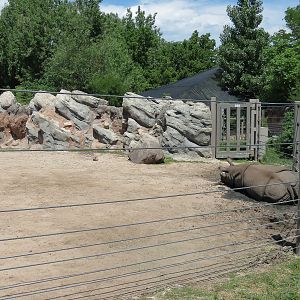 Elephant Passage - Species Rotation Yard Adjacent to Gibbon Exhibit
