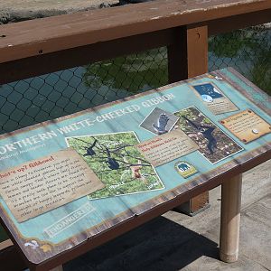 Elephant Passage - Northern White-cheeked Gibbon Exhibit