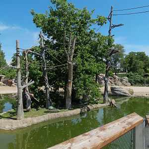 Elephant Passage - Northern White-cheeked Gibbon Exhibit