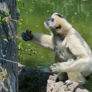 Elephant Passage - Northern White-cheeked Gibbon Exhibit