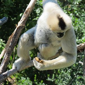 Elephant Passage - Northern White-cheeked Gibbon Exhibit