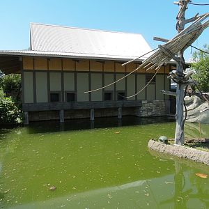 Elephant Passage - Northern White-cheeked Gibbon Exhibit