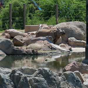 Elephant Passage - Species Rotation Yard Adjacent to Village Hall