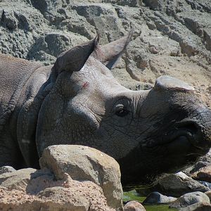 Elephant Passage - Species Rotation Yard Adjacent to Village Hall - Greater