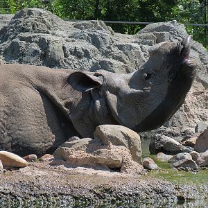 Elephant Passage - Species Rotation Yard Adjacent to Village Hall - Greater