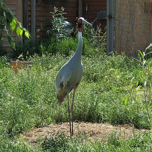 Elephant Passage - Sarus Crane Exhibit