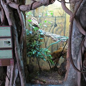 Elephant Passage - Village Hall - Leaf-nosed Rat Snake Exhibit