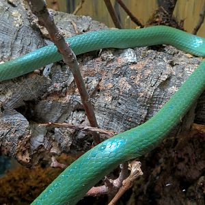 Elephant Passage - Village Hall - Leaf-nosed Rat Snake Exhibit