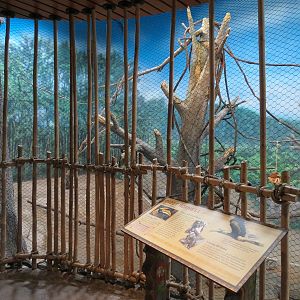 Elephant Passage - Village Hall - Great Hornbill Exhibit