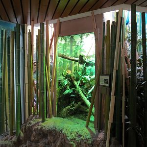 Elephant Passage - Village Hall - Prehensile-tailed Skink Exhibit