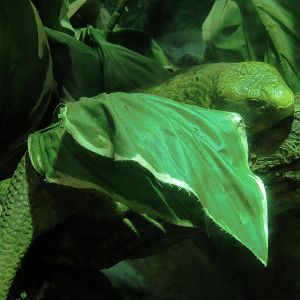 Elephant Passage - Village Hall - Prehensile-tailed Skink Exhibit