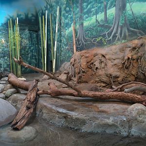 Elephant Passage - Village Hall - Asian Small-clawed Otter Exhibit