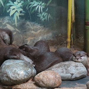 Elephant Passage - Village Hall - Asian Small-clawed Otter Exhibit