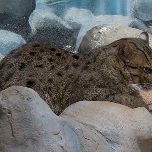 Elephant Passage - Village Hall - Fishing Cat Exhibit