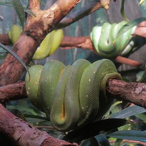 Elephant Passage - Village Hall - Green Tree Python Exhibit