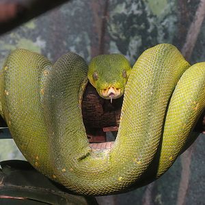 Elephant Passage - Village Hall - Green Tree Python Exhibit