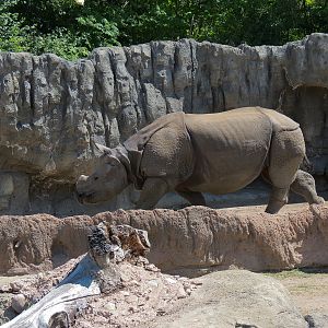 Elephant Passage - Species Rotation Yard Adjacent to Village Hall - Greater