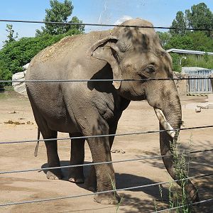 Elephant Passage - Species Rotation Yard West of Elephant House - Asian Ele