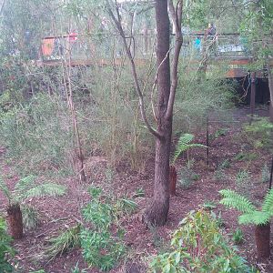 new plantings in the Koala area